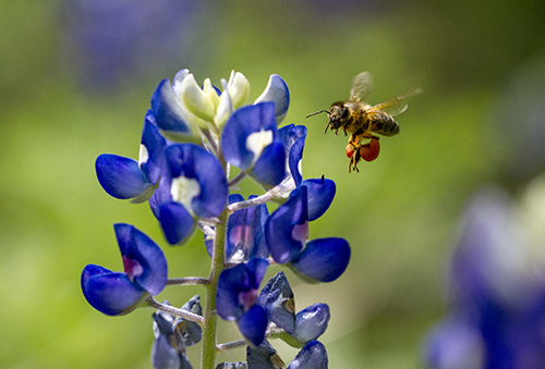 Picture of a bluebonnet and a bee